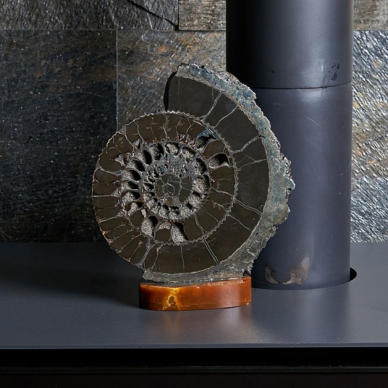 Amornious - Ammonite on the stand