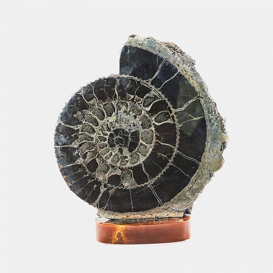 Amornious - Ammonite on the stand